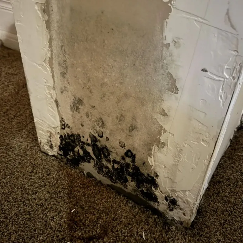 Professional Mold Removal in Rutherford, PA